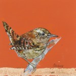 Wren drawing by Hannah Stickney